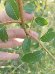 Margaritaria discoidea nitida