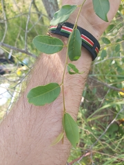 Margaritaria discoidea nitida
