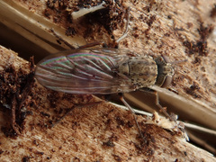 Lispocephala alma