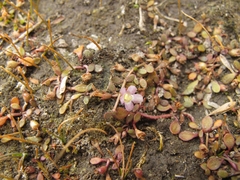 Glossostigma elatinoides