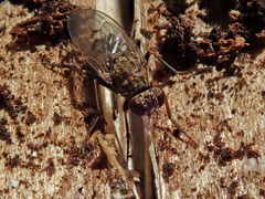 Lispocephala alma