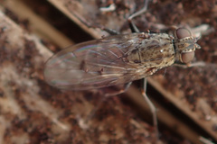 Lispocephala alma
