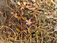 Glossostigma elatinoides