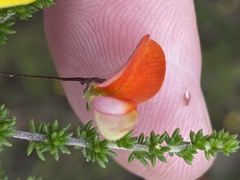 Aspalathus tenuissima