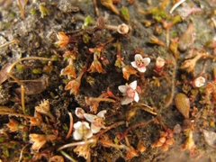 Crassula sinclairii