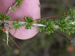 Aspalathus tenuissima