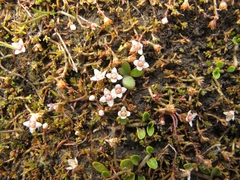 Crassula sinclairii