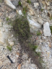 Aspalathus tenuissima