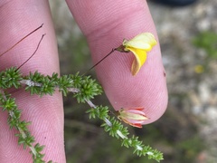 Aspalathus tenuissima