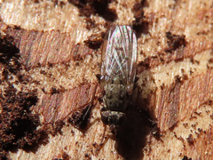 Lispocephala alma