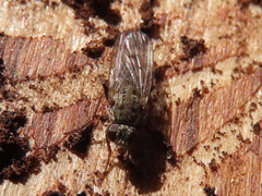 Lispocephala alma