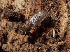 Lispocephala alma