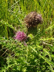 Cirsium drummondii