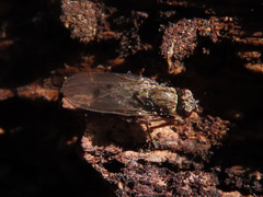 Lispocephala alma