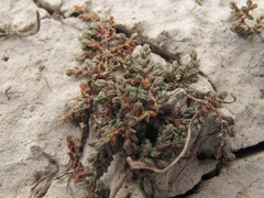 Crassula sinclairii