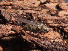 Lispocephala alma