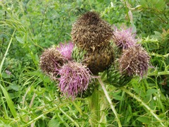 Cirsium drummondii