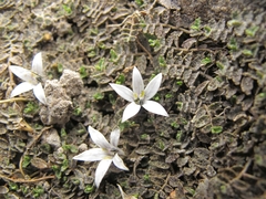 Lobelia perpusilla