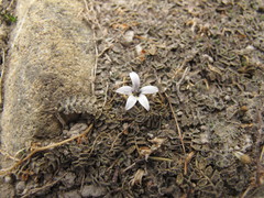 Lobelia perpusilla