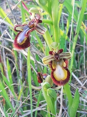 Ophrys speculum speculum