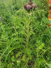 Cirsium drummondii