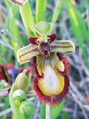 Ophrys speculum speculum