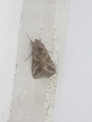 Cornutiplusia circumflexa