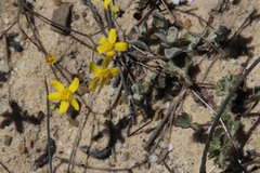 Gymnodiscus capillaris