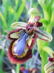 Ophrys speculum speculum
