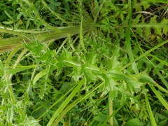 Cirsium drummondii