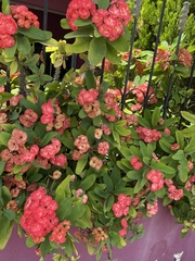 Euphorbia × lomi