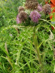 Cirsium drummondii