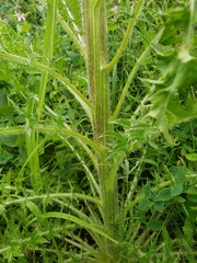 Cirsium drummondii