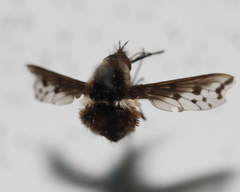 Bombylius pygmaeus