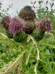 Cirsium drummondii
