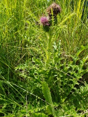 Cirsium drummondii
