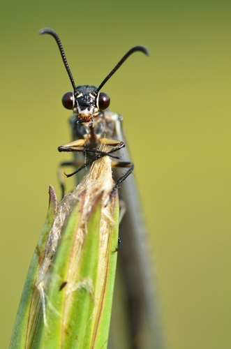 Ant-lion photo 3