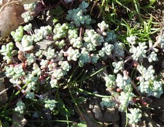 Sedum pedicellatum