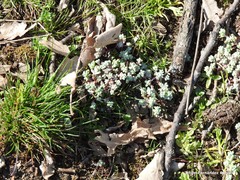 Sedum pedicellatum