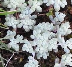 Sedum pedicellatum