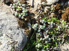 Sedum pedicellatum