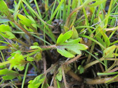 Ranunculus brevis