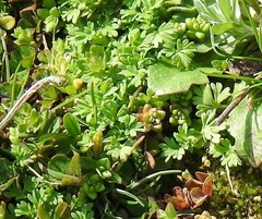 Alchemilla microcarpa