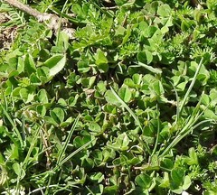 Trifolium subterraneum