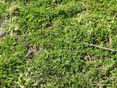 Trifolium subterraneum