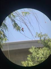 Pyrocephalus rubinus