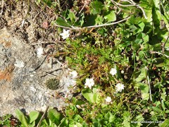 Trifolium subterraneum