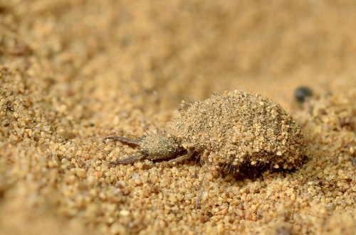 Ant-lion photo 4