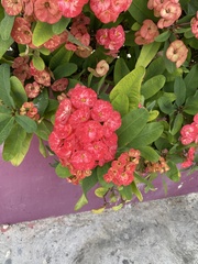 Euphorbia × lomi