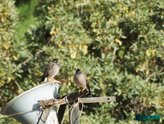 Acridotheres tristis